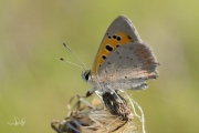 Kleine vuurvlinder / Small Copper (Lycaena phlaeas)