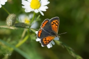 Kleine vuurvlinder / Small Copper (Lycaena phlaeas)