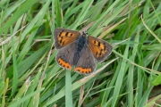 Kleine vuurvlinder / Small Copper (Lycaena phlaeas)