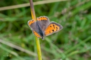 Kleine vuurvlinder / Small Copper (Lycaena phlaeas)