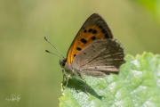 Kleine vuurvlinder / Small Copper (Lycaena phlaeas)