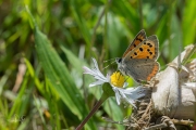 Kleine vuurvlinder / Small Copper (Lycaena phlaeas)