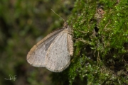 Kleine wintervlinder, mannetje / Winter Moth, male  (Operophtera brumata)