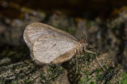 Kleine wintervlinder, mannetje / Winter Moth, male  (Operophtera brumata)