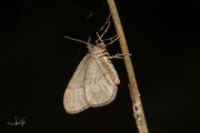 Kleine wintervlinder, mannetje / Winter Moth, male  (Operophtera brumata)