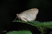 Kleine wintervlinder, mannetje / Winter Moth, male  (Operophtera brumata)