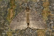 Kleine wintervlinder / Winter Moth (Operophtera brumata)