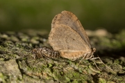 Kleine wintervlinder, copula / Winter Moth, copula (Operophtera brumata)