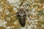 Kleine wintervlinder, vrouwtje / Winter Moth, female (Operophtera brumata)