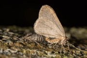 Kleine wintervlinder / Winter Moth - copula  (Operophtera brumata)
