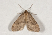 Kleine wintervlinder / Winter Moth (Operophtera brumata)