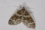 Kleine wortelhoutspanner / Broken-barred Carpet (Electrophaes corylata)