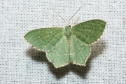 Kleine zomervlinder / Common Emerald (Hemithea aestivaria)