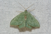 Kleine zomervlinder / Common Emerald (Hemithea aestivaria)