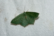 Kleine zomervlinder / Common Emerald (Hemithea aestivaria)