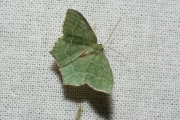 Kleine zomervlinder / Common Emerald (Hemithea aestivaria)