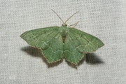 Kleine zomervlinder / Common Emerald (Hemithea aestivaria)