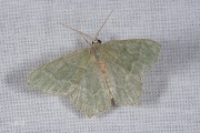 Kleine zomervlinder / Common Emerald (Hemithea aestivaria)