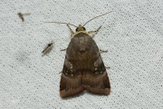 Kleine breedbandhuismoeder / Langmaid's Yellow Underwing (Noctua janthina)