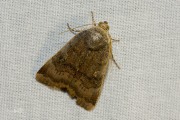 Kleine breedbandhuismoeder / Langmaid's Yellow Underwing (Noctua janthina)