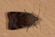 Kleine breedbandhuismoeder / Langmaid's Yellow Underwing (Noctua janthina)