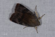 Kleine breedbandhuismoeder / Langmaid's Yellow Underwing (Noctua janthina)