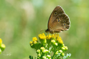 Koevinkje / Ringlet (Aphantopus hyperantus)
