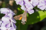 Kolibrievlinder / Hummingbird Hawk-moth (Macroglossum stellatarum)