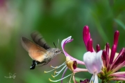 Kolibrievlinder / Hummingbird Hawk-moth (Macroglossum stellatarum)