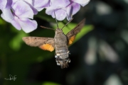 Kolibrievlinder / Hummingbird Hawk-moth (Macroglossum stellatarum)