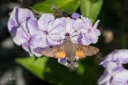 Kolibrievlinder / Hummingbird Hawk-moth (Macroglossum stellatarum)