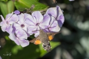 Kolibrievlinder / Hummingbird Hawk-moth (Macroglossum stellatarum)