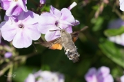 Kolibrievlinder / Hummingbird Hawk-moth (Macroglossum stellatarum)