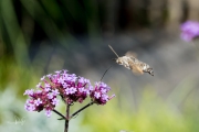 Kolibrievlinder / Hummingbird Hawk-moth (Macroglossum stellatarum)