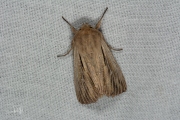 Komma-uil / Shoulder-striped Wainscot (Leucania comma)