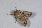 Komma-uil / Shoulder-striped Wainscot (Leucania comma)