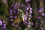 Kommavlinder / Silver-spotted Skipper (Hesperia comma)