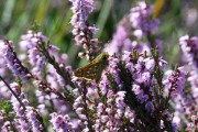 Kommavlinder / Silver-spotted Skipper (Hesperia comma)