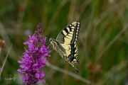 Koninginnenpage / Swallow Tail (Papilio machaon)
