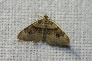 Koolbandspanner / Flame Carpet (Xanthorhoe designata)