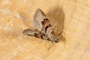 Koolbandspanner / Flame Carpet (Xanthorhoe designata)