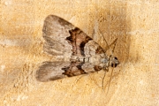 Koolbandspanner / Flame Carpet (Xanthorhoe designata)