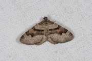 Koolbandspanner / Flame Carpet (Xanthorhoe designata)