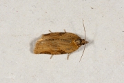 Koolbladroller / Cyclamen Tortrix (Clepsis spectrana), micro