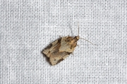 Koolbladroller / Cyclamen Tortrix (Clepsis spectrana), micro