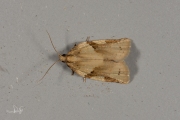 Koolbladroller / Cyclamen Tortrix (Clepsis spectrana), micro