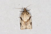 Koolbladroller / Cyclamen Tortrix (Clepsis spectrana), micro