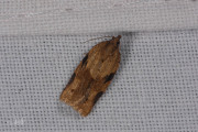 Koolbladroller / Cyclamen Tortrix (Clepsis spectrana), micro