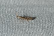 Koolmotje / Diamond-back Moth (Plutella xylostella), micro