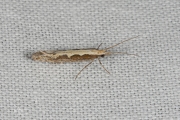 Koolmotje / Diamond-back Moth (Plutella xylostella), micro